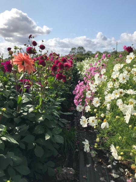 Howe Farm Flowers